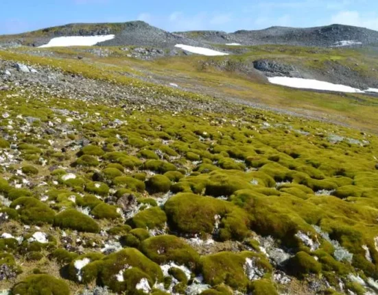 قطب جنوب سرسبز می‌شود؛ رشد عجیب پوشش گیاهی در قطب جنوب در اثر گرمایش جهانی