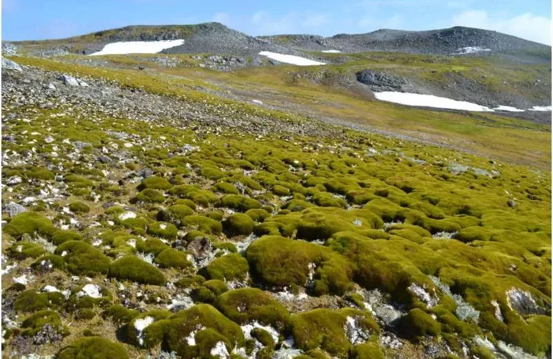 قطب جنوب سرسبز می‌شود؛ رشد عجیب پوشش گیاهی در قطب جنوب در اثر گرمایش جهانی